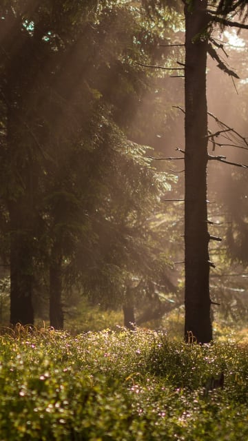 Ro i skoven rundt om klinikken